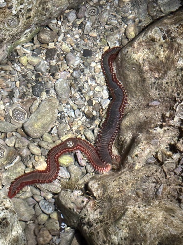 Bearded Fireworm