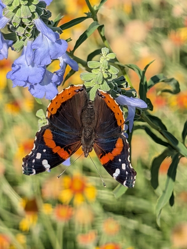 Red Admiral