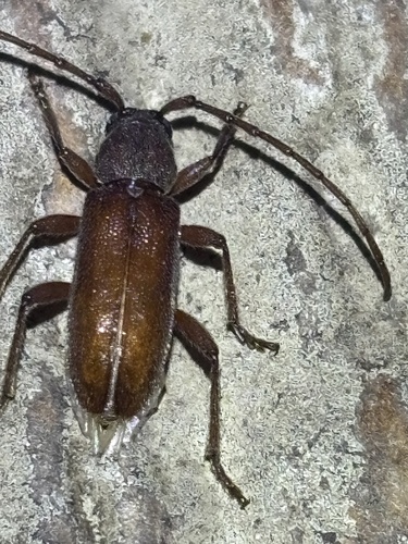 Anelaphus moestus