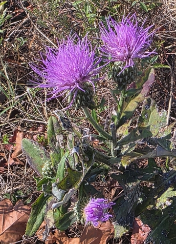 Tall Thistle