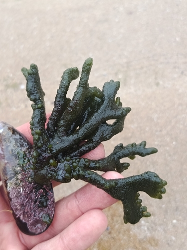 Dead Man's Fingers