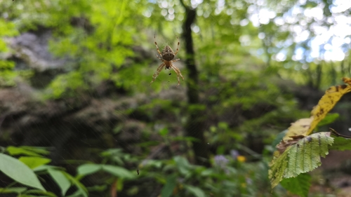 Cross Orbweaver