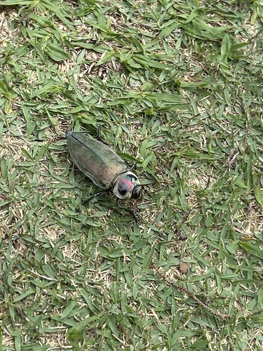 Ceiba Borer