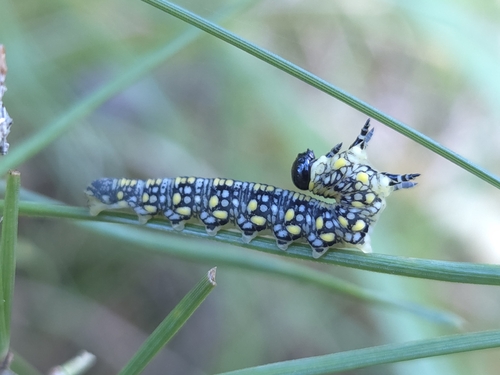 Introduced Pine Sawfly