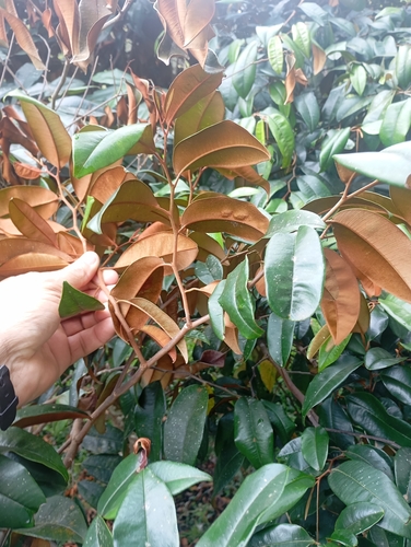 Star Apple