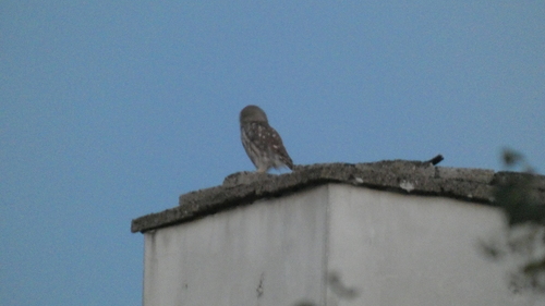 Little Owl