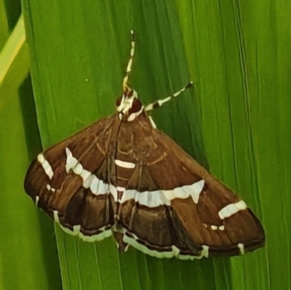 Hawaiian Beet Webworm Moth