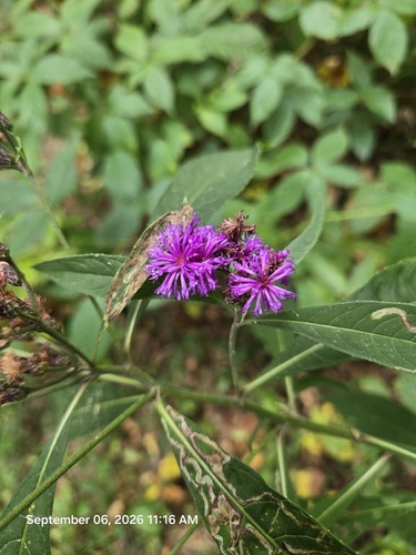 Tall Ironweed