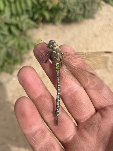 Variable Darner