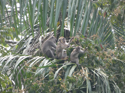 Long-tailed Macaque