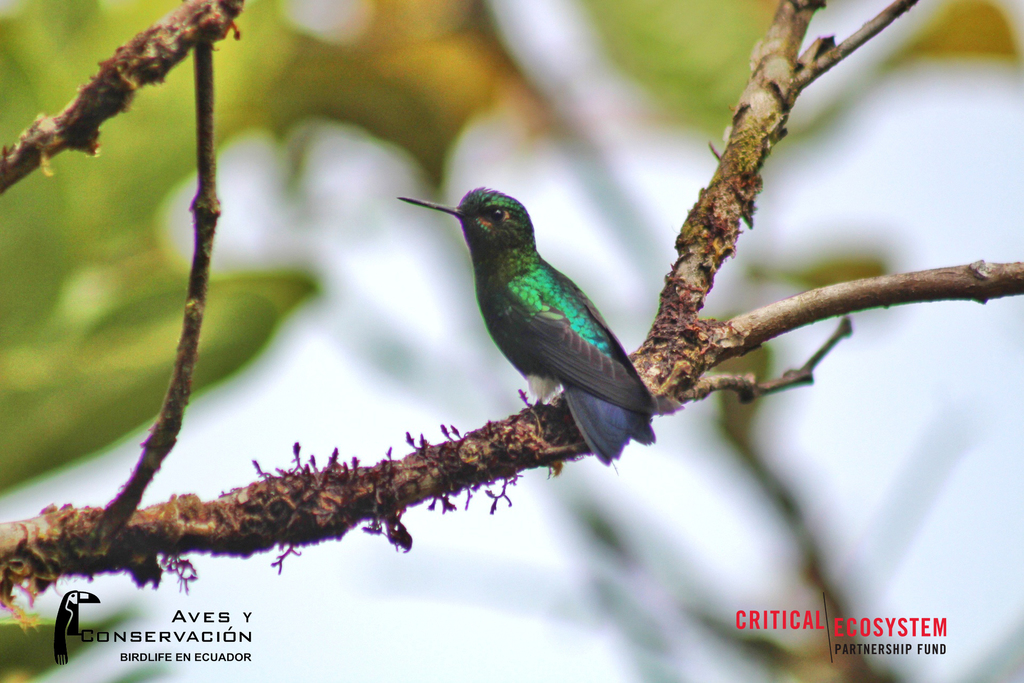Black-breasted Puffleg photo