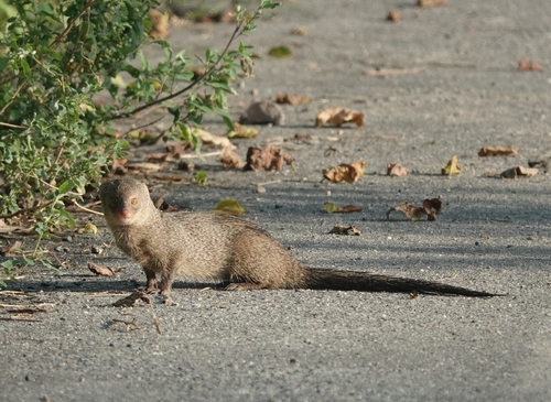 Small Indian Mongoose