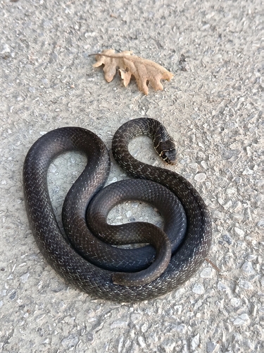 Green Whip Snake