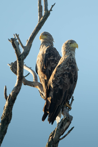White-tailed Eagle