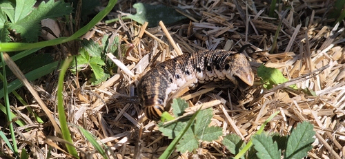Convolvulus Hawkmoth