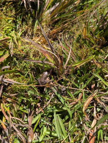 iNaturalist observation photo of Pacific chorus frog