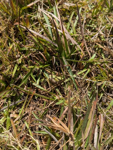 iNaturalist observation photo of Pacific chorus frog