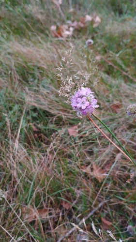 Sea Thrift