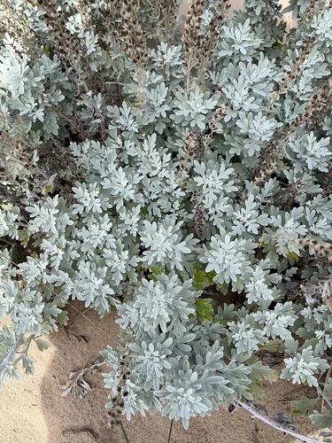 Hoary Mugwort