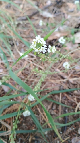 hoary alyssum
