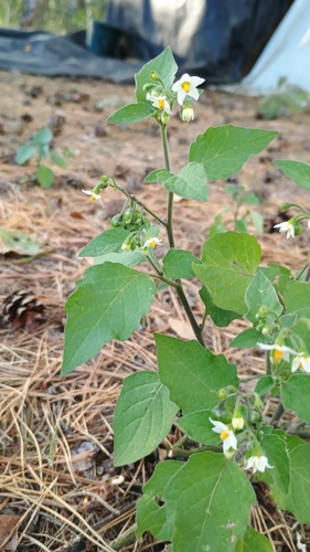 black nightshade