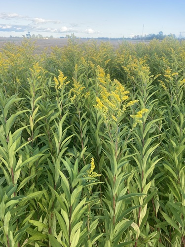 giant goldenrod