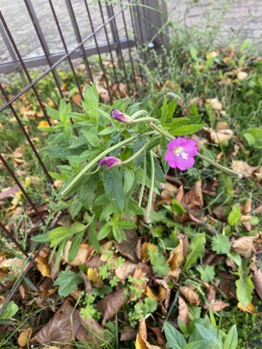 Great Willowherb