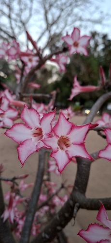 impala lily