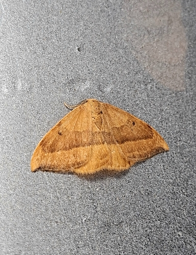 Barred Hook-tip
