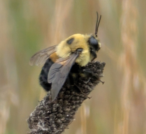 Brown-belted Bumble Bee