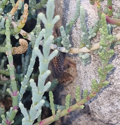 Italian Wall Lizard