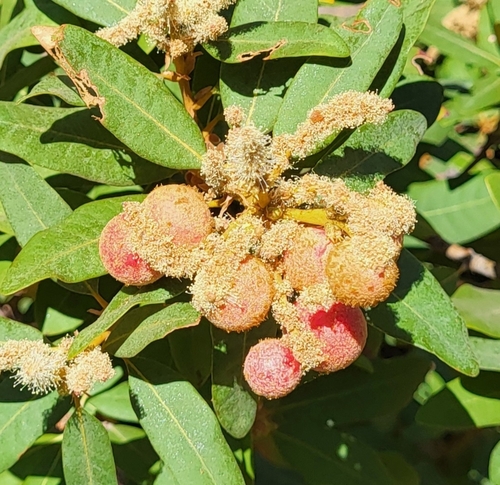 iNaturalist observation photo of Chinquapin Flower Gall Wasp