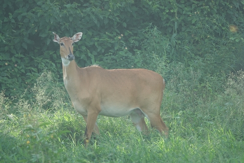 Nilgai