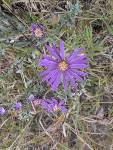 silky aster