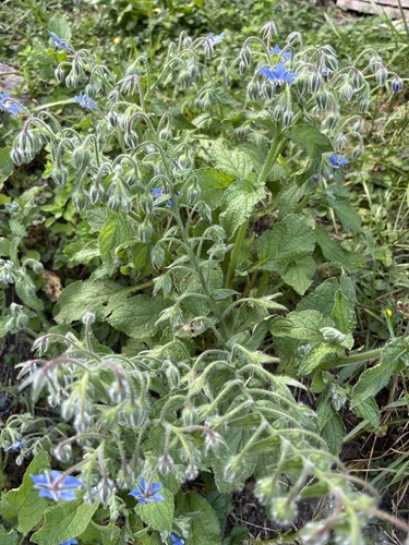 Borage