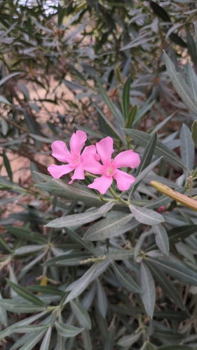 oleander