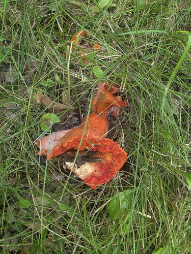 lobster mushroom