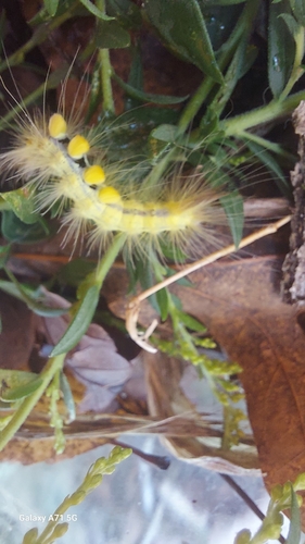 Definite Tussock Moth