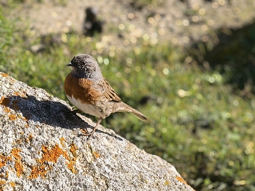 Robin Accentor