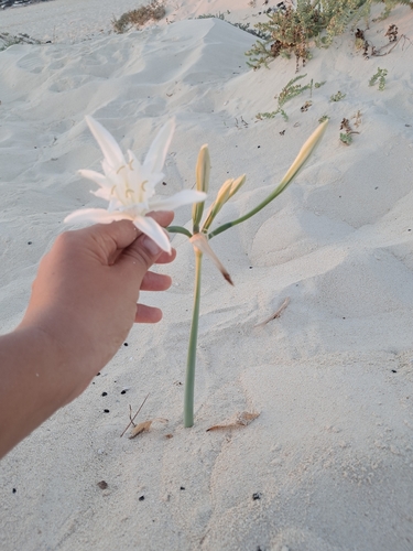 Sea Daffodil