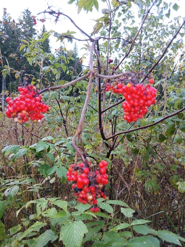 red-berried elder