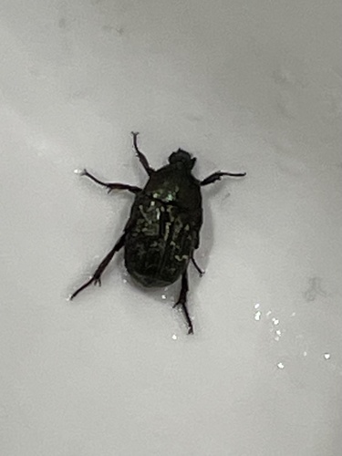 Dark Flower Scarab