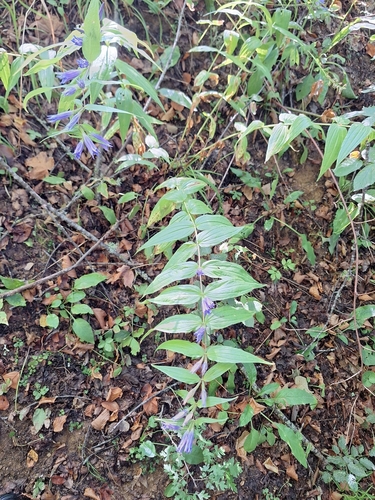 willow gentian
