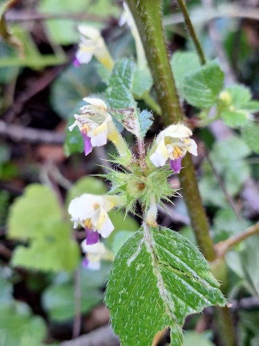 Large-flowered Hemp-nettle