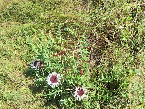 Silver Thistle