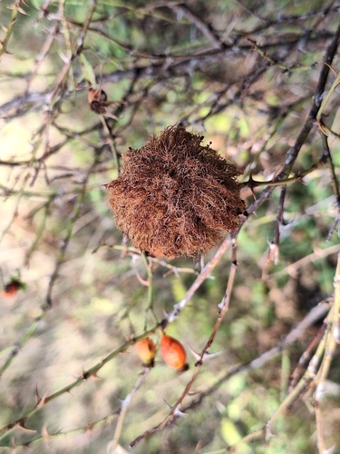 Mossy Rose Gall Wasp