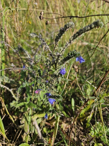 viper's-bugloss