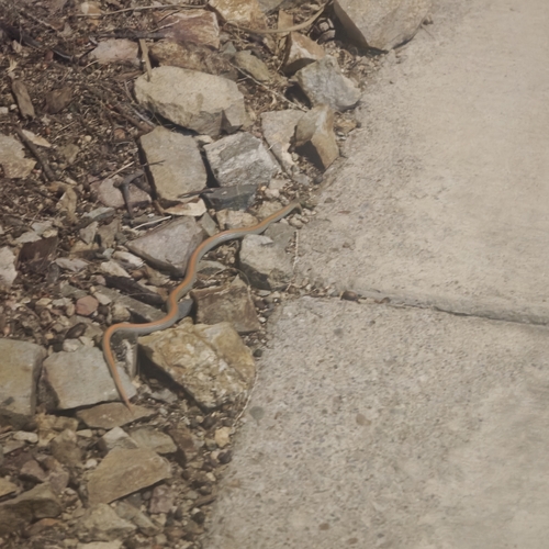 Ground Snake