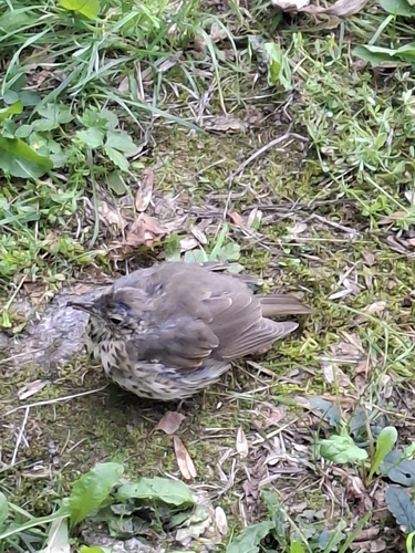 Song Thrush