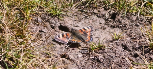 Ladakh Tortoiseshell